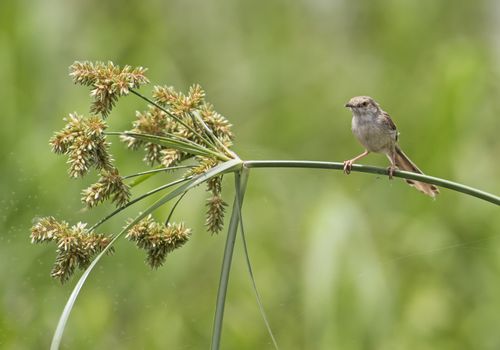 Clamorous reed warbler acrocephalus stentoreus perched on plant stem in rural countryside outdoor scene