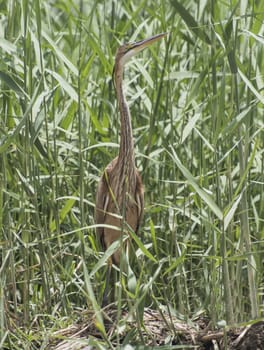 Grey heron ardea cinera stood on reeds and plants in rural riverbank scene
