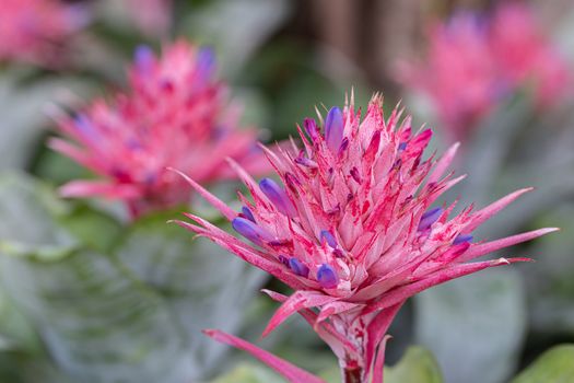 Bromeliad in various color in garden at sunny summer or spring day for postcard beauty decoration and agriculture design.