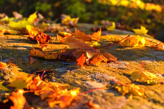Lively close up of falling autumn leaves with vibrant backlight from the setting sun