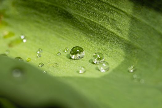 Drops of water on the leaf of a tulip