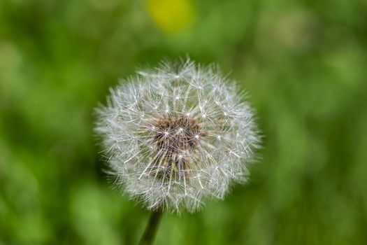close up shot of a dandelion blowball against grass boken