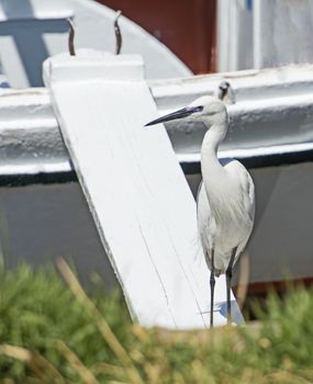 Little egret egretta garzetta wild bird stood on gang plank of wooden river boat with grass in foreground