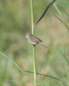Clamorous reed warbler acrocephalus stentoreus perched on reeds along the banks of a river