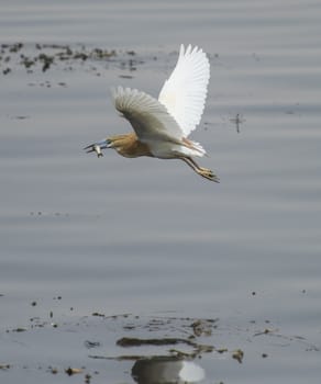 Squacco heron ardeola ralloides with fish in mouth flying over reflection in river water