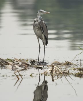 Grey heron ardea cinera stood on reeds and plants in rural river scene