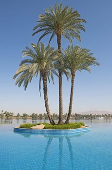 Tall large date palm tree phoenix dactylifera on island in infinity swimming pool at luxury tropical hotel resort