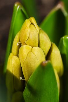 macro shot of a budding hyacinth flower