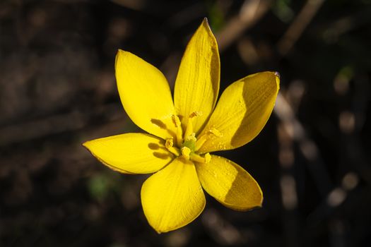 close up shot of an yellow crocus flavus flower