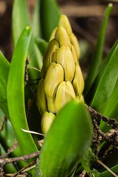 Early growing hyacinth flower with branch