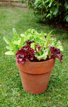 Terracotta pot with home-grown mixed salad, leaf lettuce plants ready for harvest in a lush garden