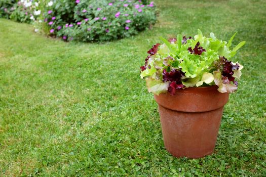 Flower pot of mixed lettuce plants, red and green salad leaves, ready to pick in a pretty garden with copy space