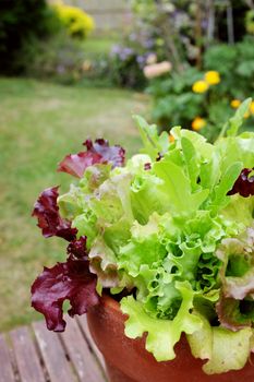 Fresh salad leaves, detail of mixed lettuce plants in selective focus against a summer garden 