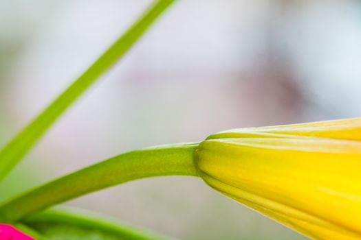 Lily. Close-up of an orange Lily flower. Macro horizontal