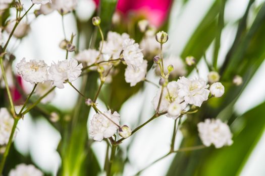 closeup gypsophila on blur background