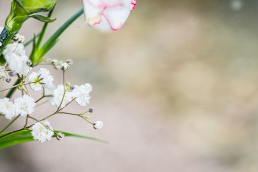 closeup gypsophila on blur background