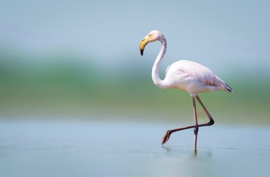 These famous pink birds can be found in warm, watery regions on many continents. They favor environments like estuaries and saline or alkaline lakes.