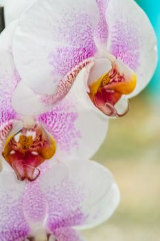 Beautiful pink and white spotted Orchid closeup UK