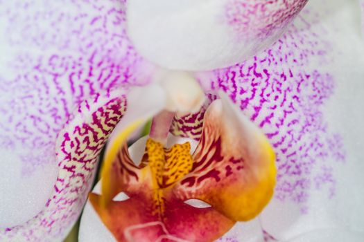 Beautiful pink and white spotted Orchid closeup UK