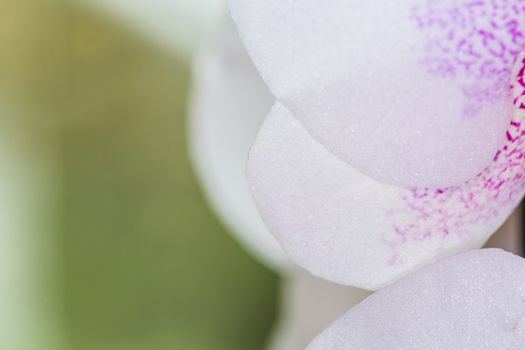 Beautiful pink and white spotted Orchid closeup UK