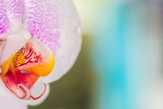 Beautiful pink and white spotted Orchid closeup UK