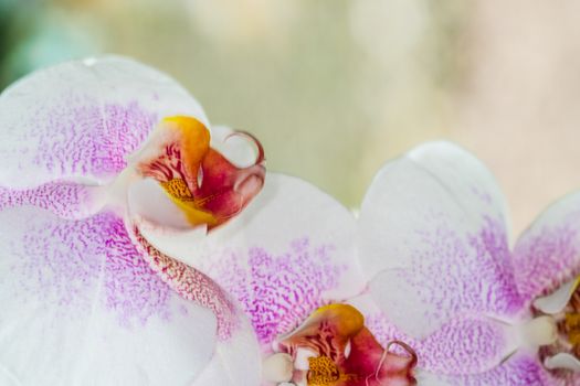 Beautiful pink and white spotted Orchid closeup UK