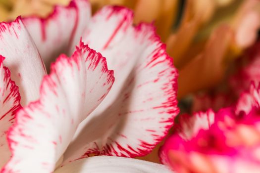 floral background of multi-colored flowers . Beautiful bouquet of carnation. colorful carnation.