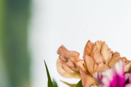 floral background of multi-colored flowers . Beautiful bouquet of carnation. colorful carnation. Orange carnations and yellow gerbera are blooming in the garden.