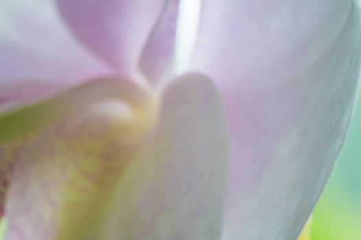 MacMacro of pink and white orchid petals