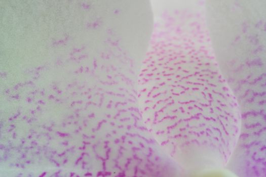 MacMacro of pink and white orchid petals