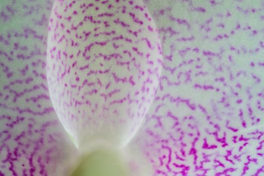 MacMacro of pink and white orchid petals