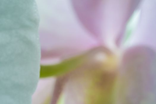 MacMacro of pink and white orchid petals