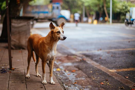 A stray dog alert in the streets of Colaba, Mumbai, India