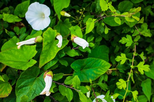 White morning glory flower and lush new leaves UK