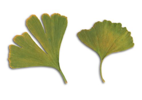 two Ginkgo leafs