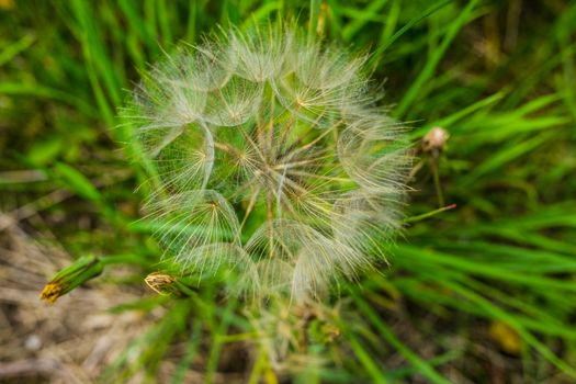 Tragopogon, goatsbeard or salsify is like a huge dandelion flower. Seeds in the form of parashuti with white fluff.