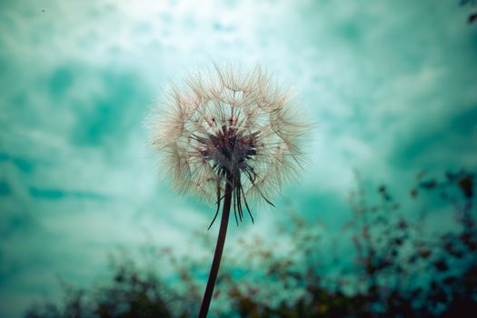 Tragopogon, goatsbeard or salsify is like a huge dandelion flower. Seeds in the form of parashuti with white fluff.