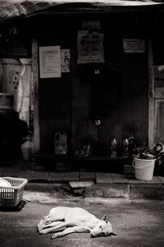 A stray dog alert in the streets of Colaba, Mumbai, India