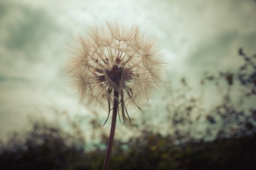 Tragopogon, goatsbeard or salsify is like a huge dandelion flower. Seeds in the form of parashuti with white fluff.