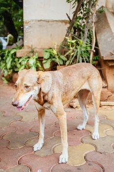 A stray dog alert in the streets of Colaba, Mumbai, India