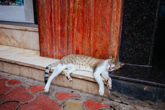 A stray cat in the streets of Colaba, Mumbai, India