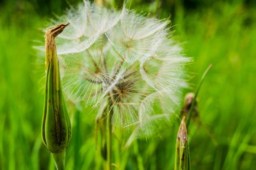 Tragopogon, goatsbeard or salsify is like a huge dandelion flower. Seeds in the form of parashuti with white fluff.