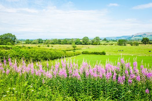 Willowherb and fields on a summer day UK