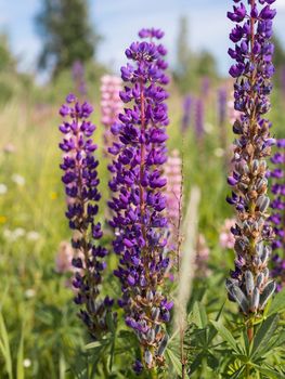 purple lupins flowers in field. Vertical shot Cottagecore and farmcore concept.