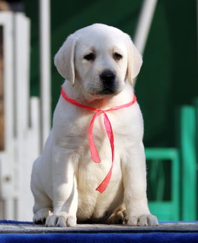 sweet little labrador puppy on a blue background