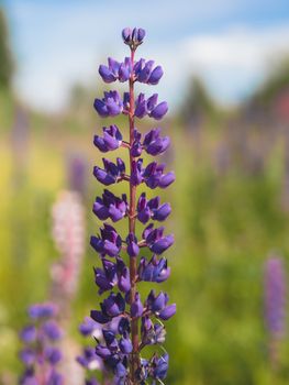 purple lupin flower in field. Vertical shot Cottagecore and farmcore concept.