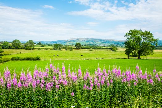 Willowherb and fields on a summer day UK