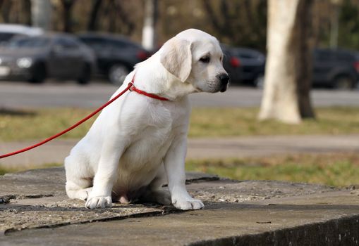 yellow labrador playing in the park