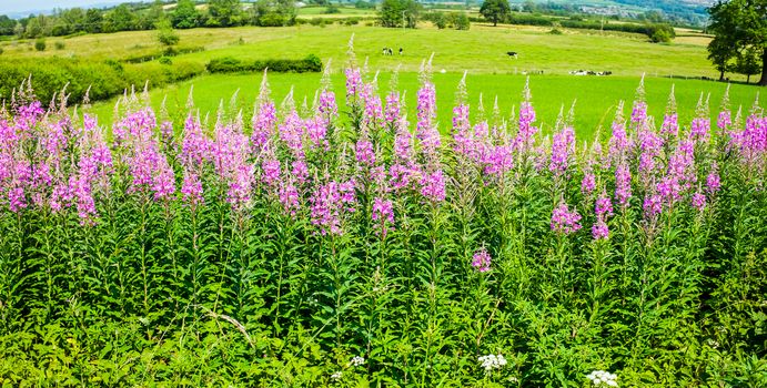 Willowherb and fields on a summer day UK