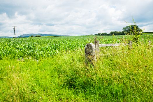 young corn plants in field on the blue sky UK